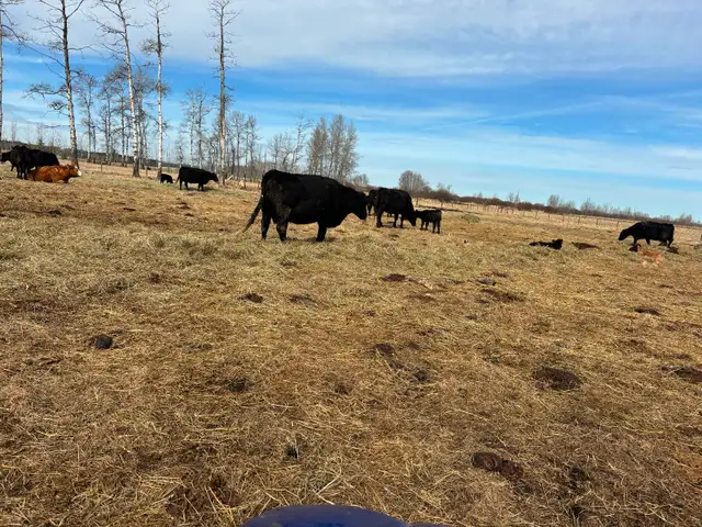 Cow/calf pairs - Photo 5