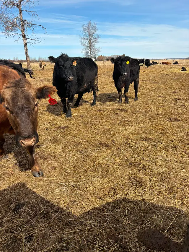 Cow/calf pairs - Photo 6