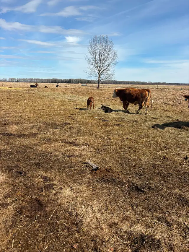 Cow/calf pairs - Photo 7