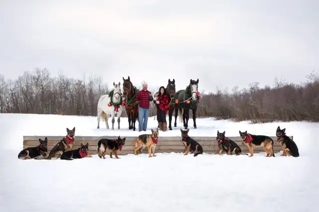 GERMAN SHEPHERD PUPPIES!