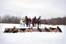 GERMAN SHEPHERD PUPPIES!