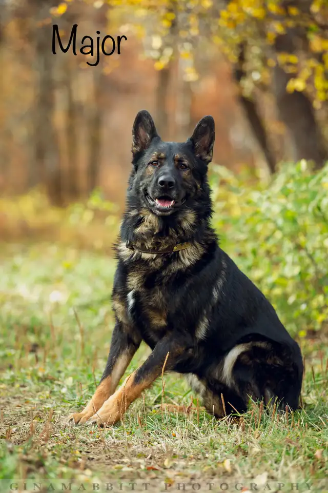 GERMAN SHEPHERD PUPPIES! - Photo 2
