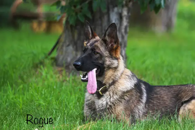 GERMAN SHEPHERD PUPPIES! - Photo 3