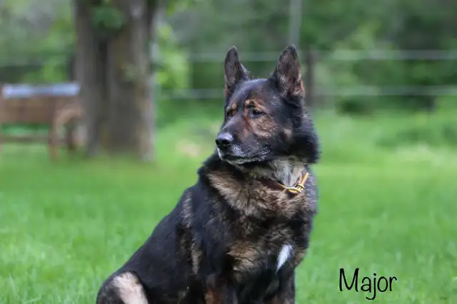 GERMAN SHEPHERD PUPPIES! - Photo 4