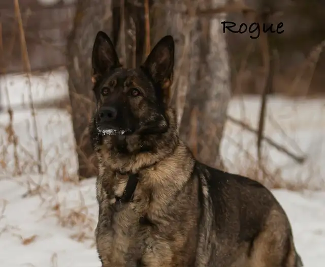 GERMAN SHEPHERD PUPPIES! - Photo 5