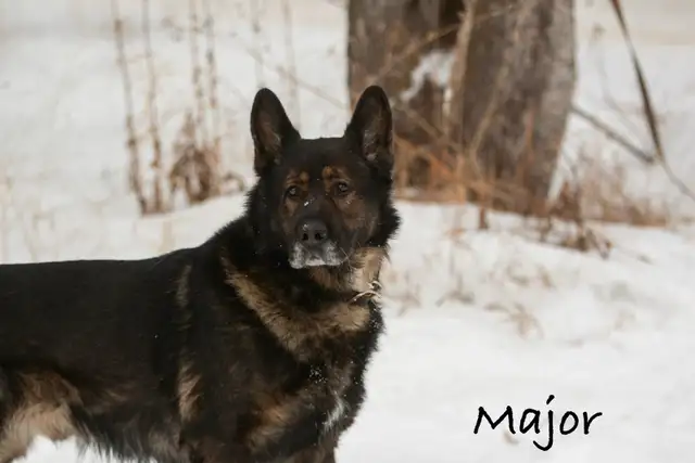 GERMAN SHEPHERD PUPPIES! - Photo 6