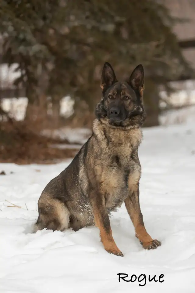 GERMAN SHEPHERD PUPPIES! - Photo 7