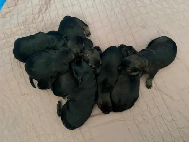 GERMAN SHEPHERD PUPPIES! - Photo 8