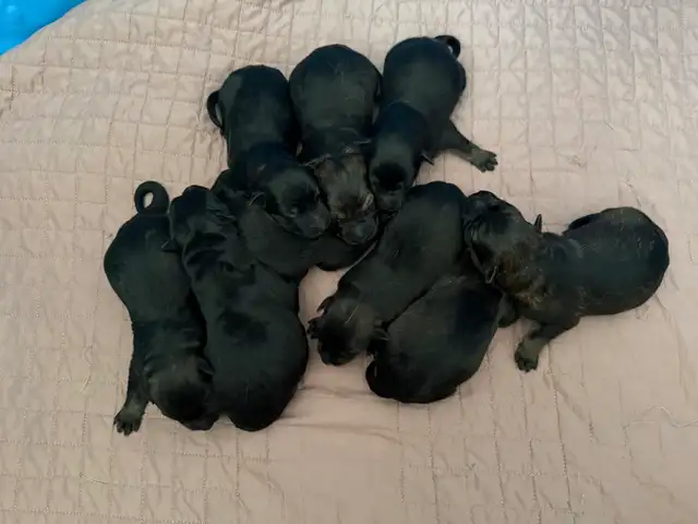 GERMAN SHEPHERD PUPPIES! - Photo 9
