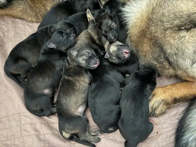 GERMAN SHEPHERD PUPPIES! - Photo 10