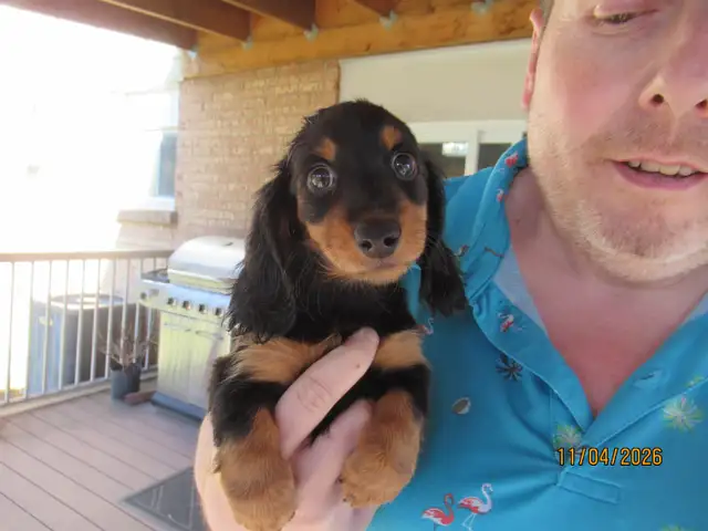Miniature Dachshund Puppies