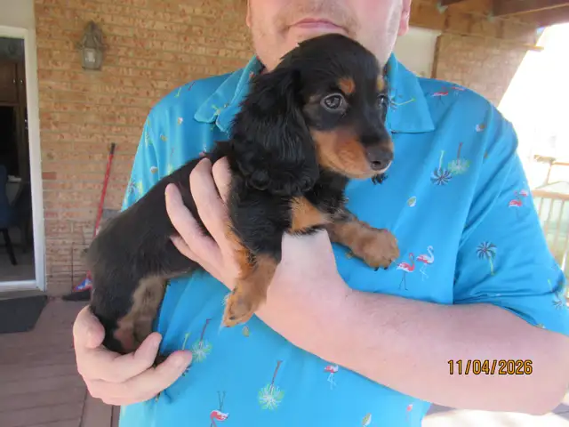 Miniature Dachshund Puppies - Photo 2
