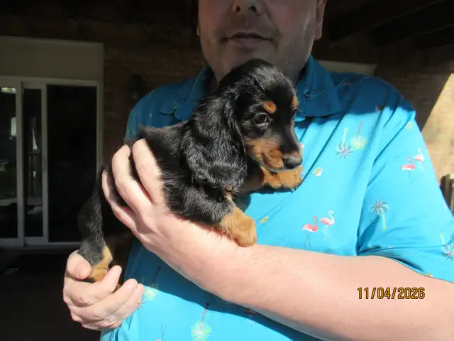 Miniature Dachshund Puppies - Photo 3