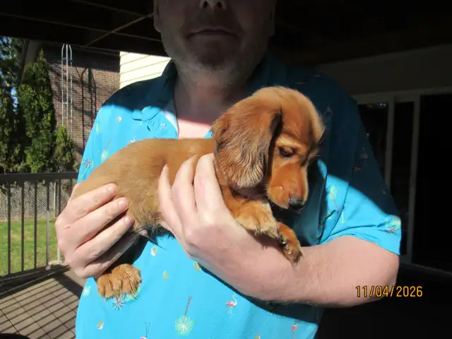 Miniature Dachshund Puppies - Photo 4