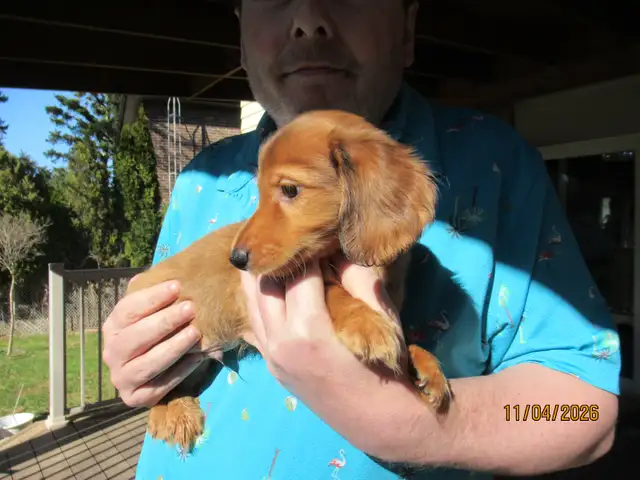 Miniature Dachshund Puppies - Photo 5