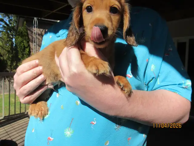 Miniature Dachshund Puppies - Photo 6