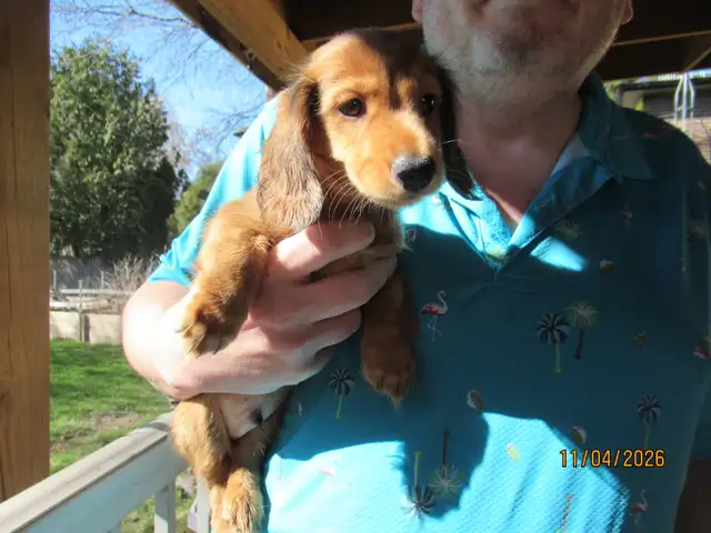 Miniature Dachshund Puppies - Photo 7