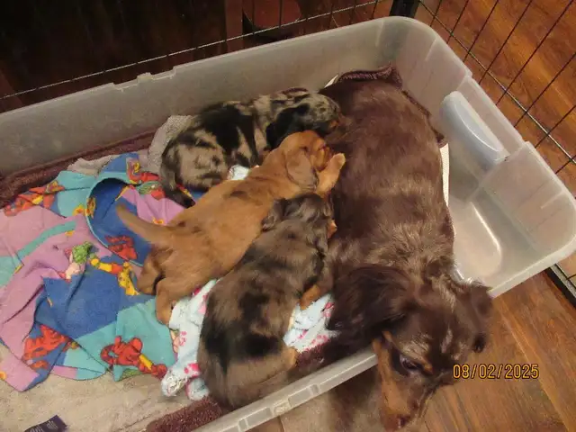 Miniature Dachshund Puppies - Photo 8