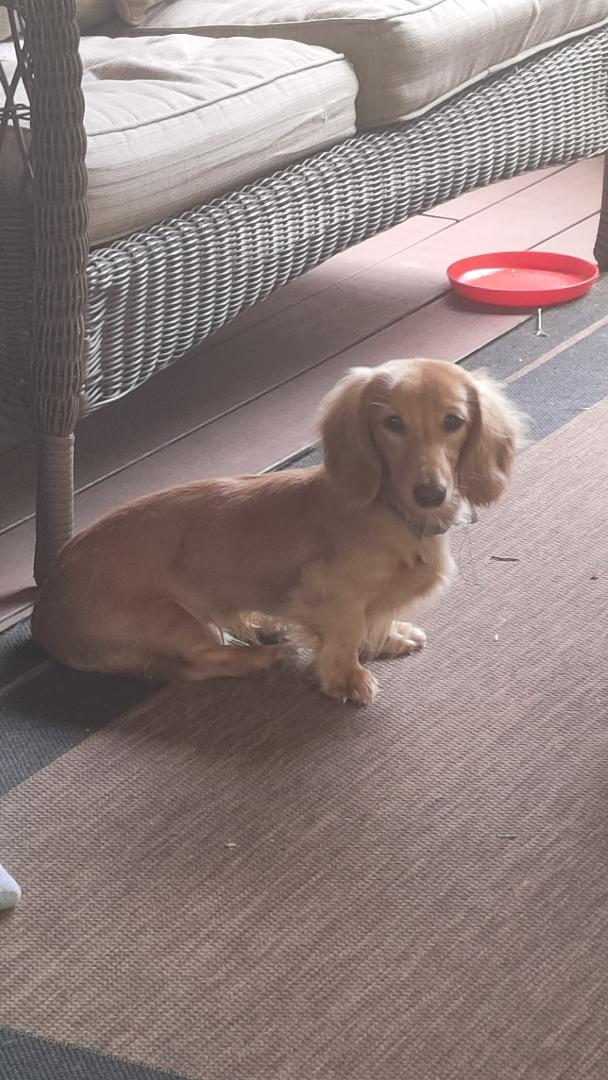 Miniature Dachshund Puppies - Photo 9