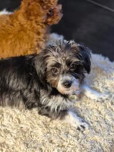 Petite chien a vendre