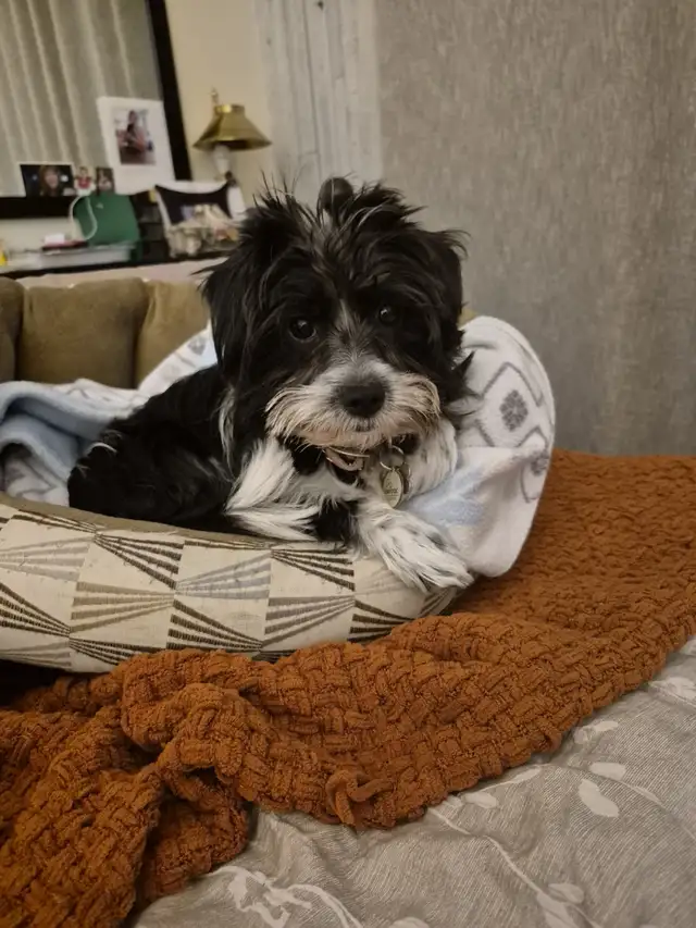 Petite chien a vendre - Photo 2