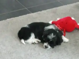 Petite chien a vendre - Photo 3