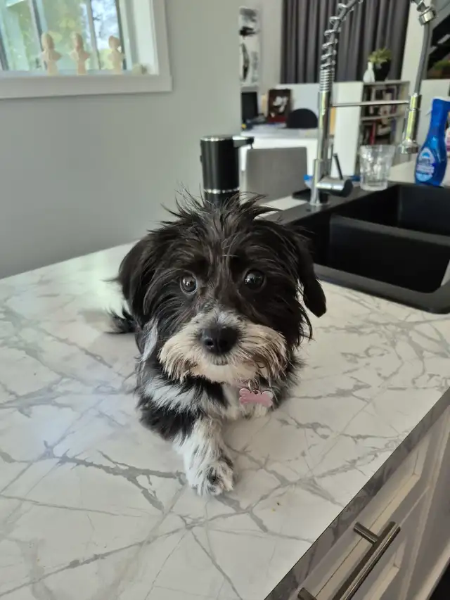 Petite chien a vendre - Photo 4