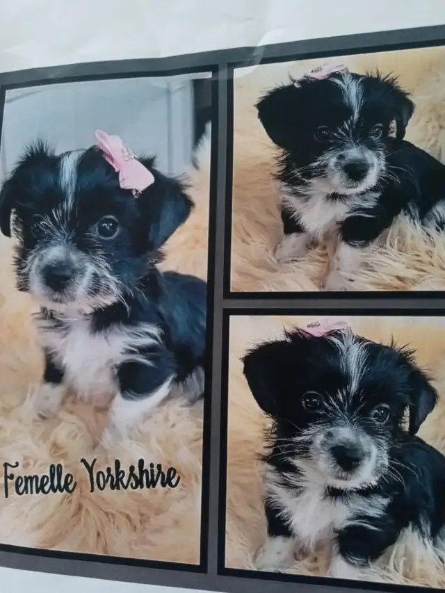 Petite chien a vendre - Photo 5