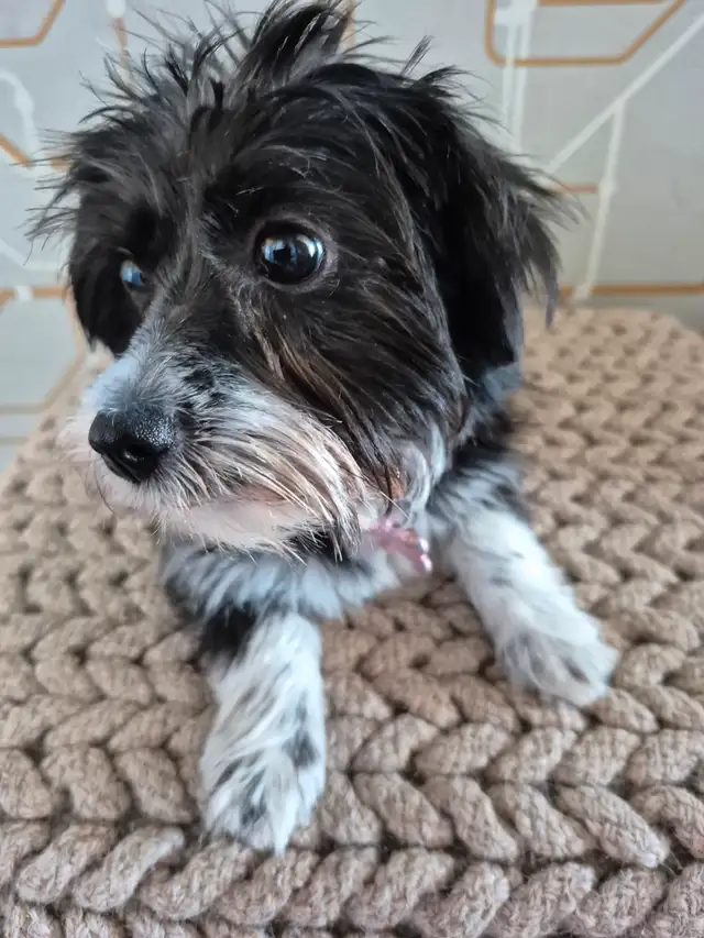 Petite chien a vendre - Photo 6