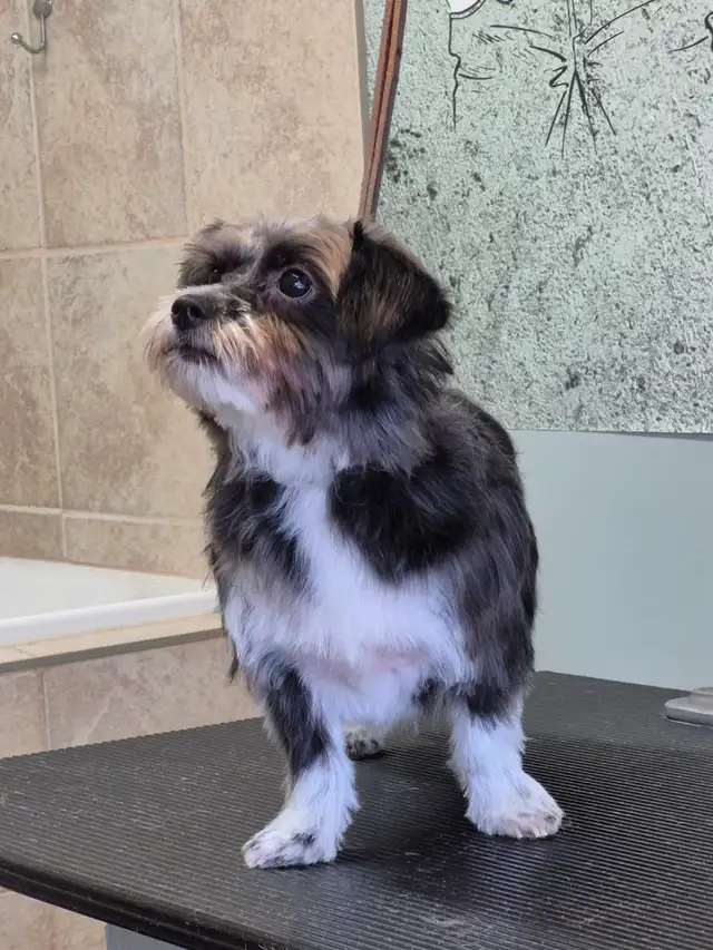 Petite chien a vendre - Photo 7