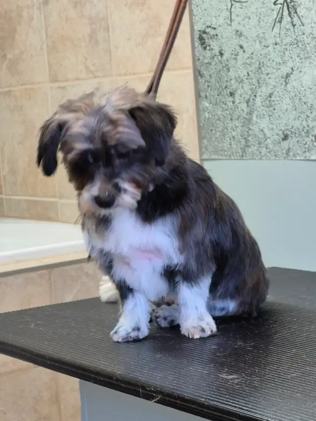 Petite chien a vendre - Photo 8