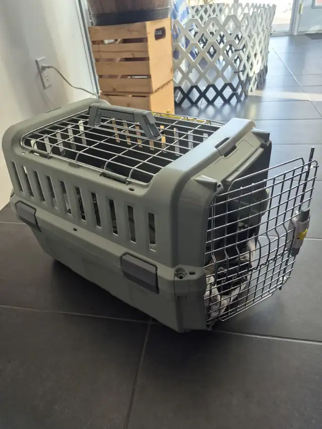 Petite chien a vendre - Photo 9