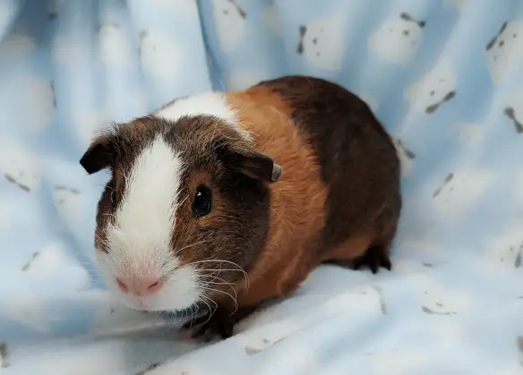 cochon d'inde poil lisse tricolore