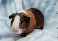 cochon d'inde poil lisse tricolore