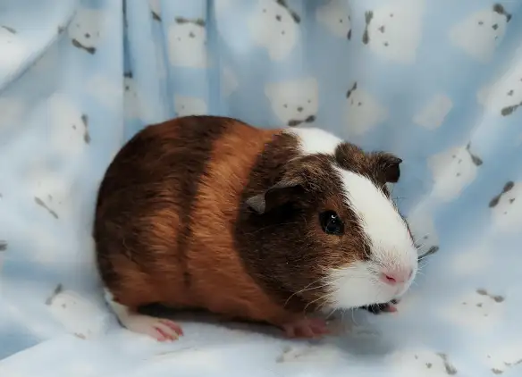 cochon d'inde poil lisse tricolore - Photo 2