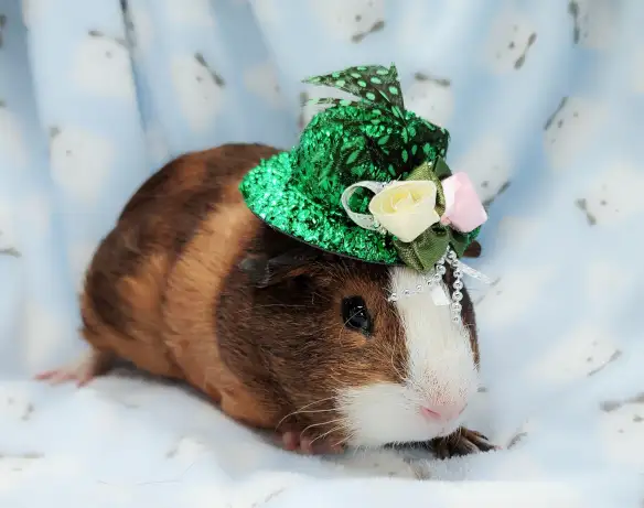 cochon d'inde poil lisse tricolore - Photo 3