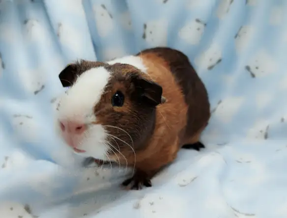 cochon d'inde poil lisse tricolore - Photo 4