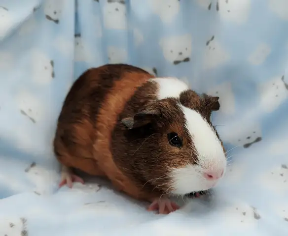 cochon d'inde poil lisse tricolore - Photo 5