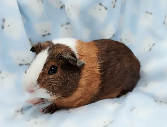 cochon d'inde poil lisse tricolore - Photo 6