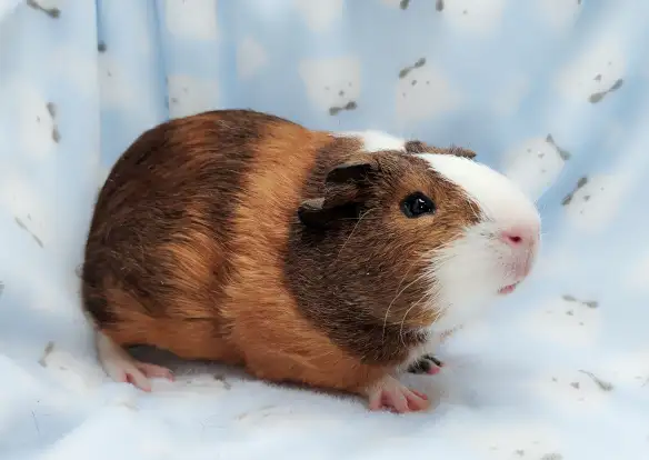 cochon d'inde poil lisse tricolore - Photo 7