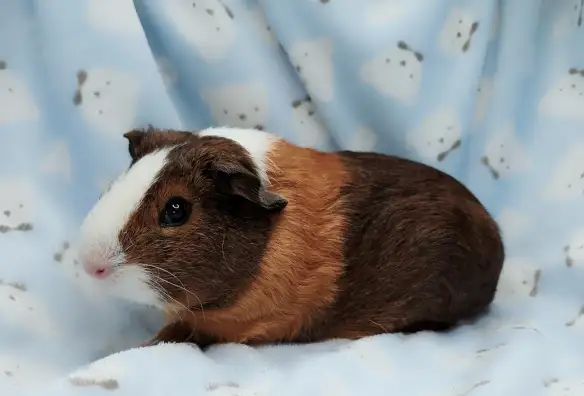 cochon d'inde poil lisse tricolore - Photo 8