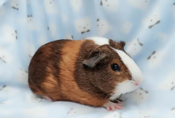 cochon d'inde poil lisse tricolore - Photo 9