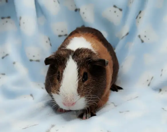 cochon d'inde poil lisse tricolore - Photo 10