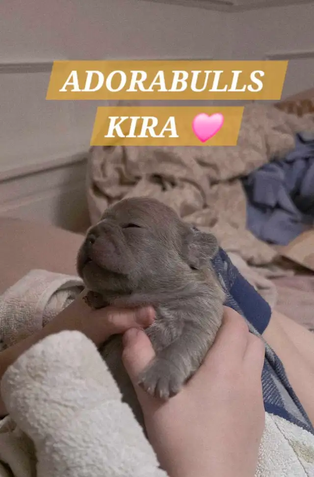 FRENCH BULLDOG PUPPIES