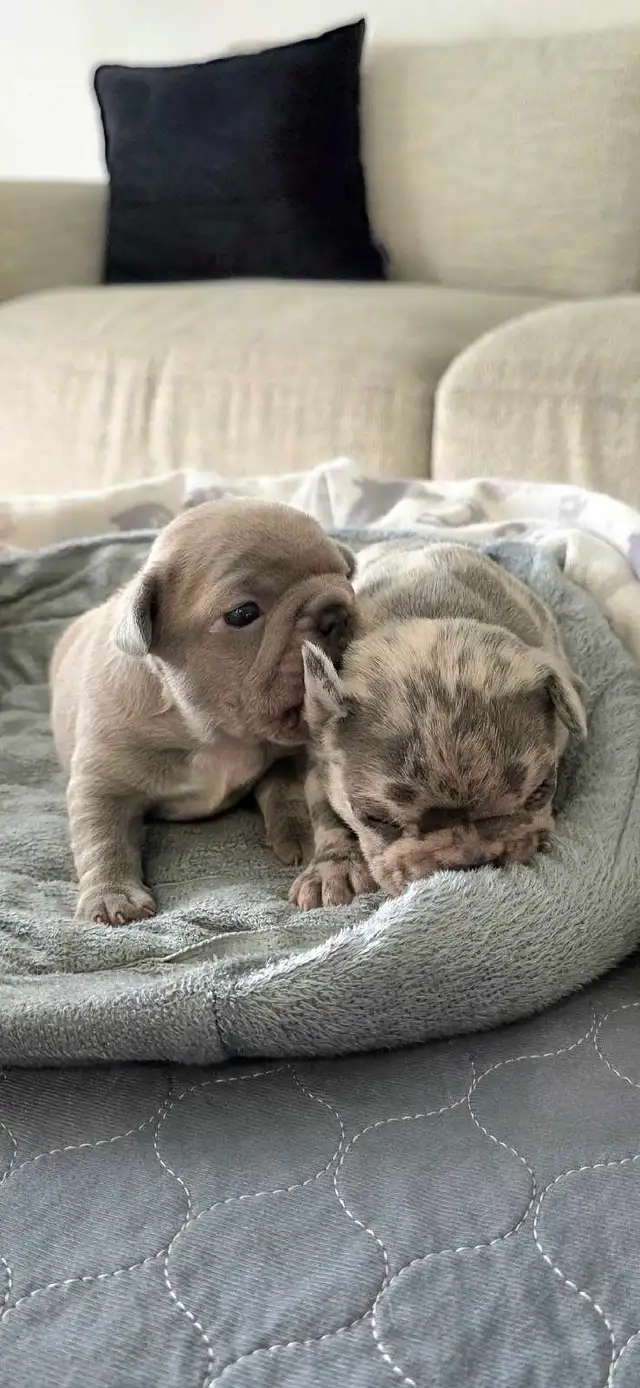 FRENCH BULLDOG PUPPIES - Photo 2