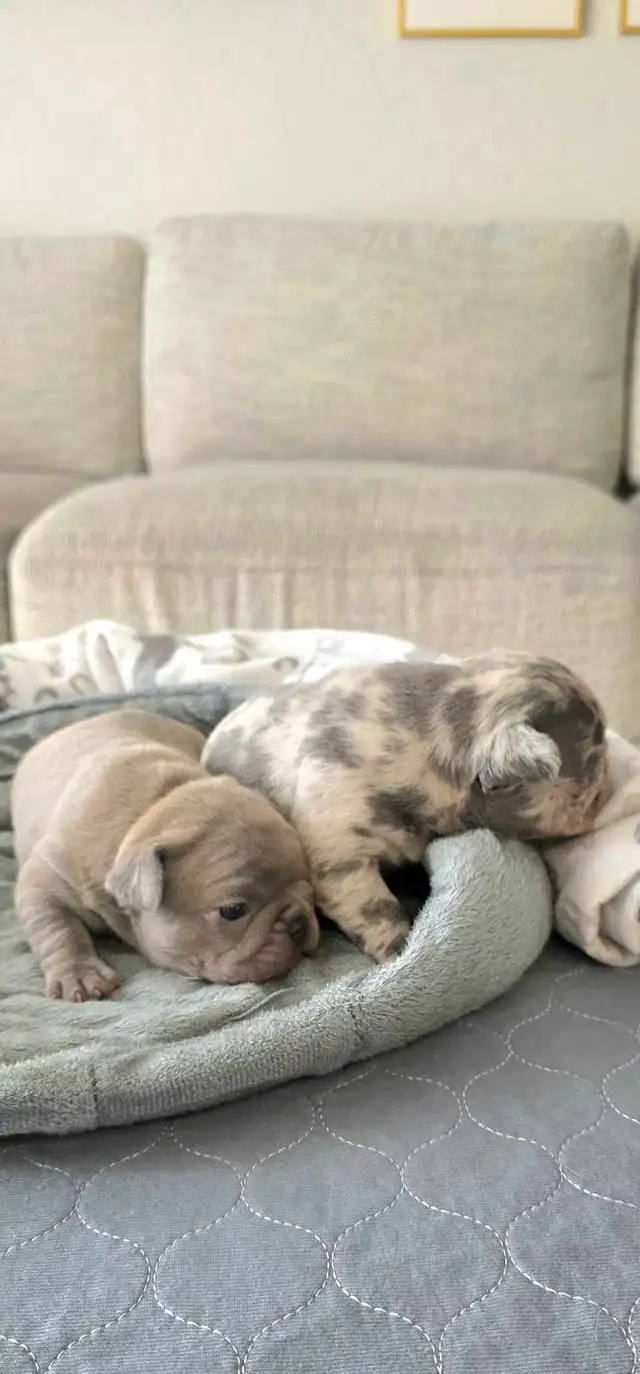 FRENCH BULLDOG PUPPIES - Photo 3