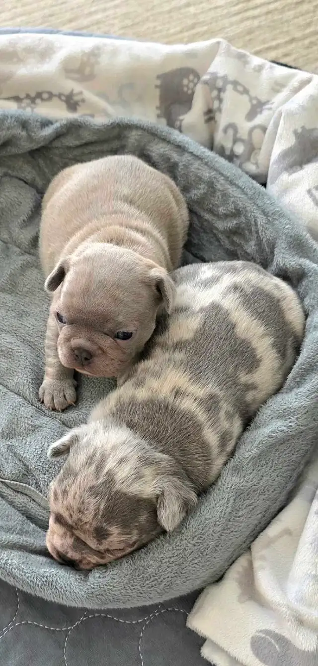 FRENCH BULLDOG PUPPIES - Photo 4