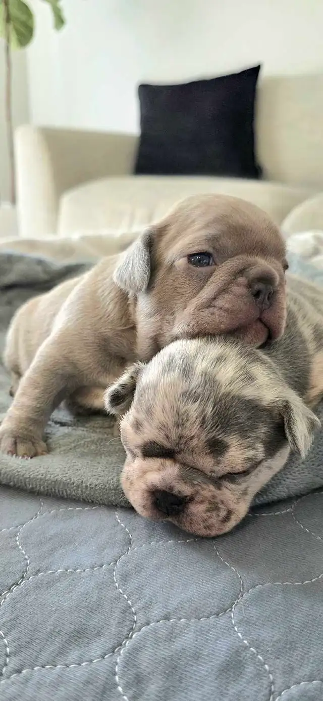 FRENCH BULLDOG PUPPIES - Photo 5