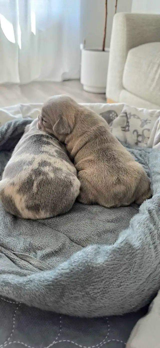 FRENCH BULLDOG PUPPIES - Photo 6