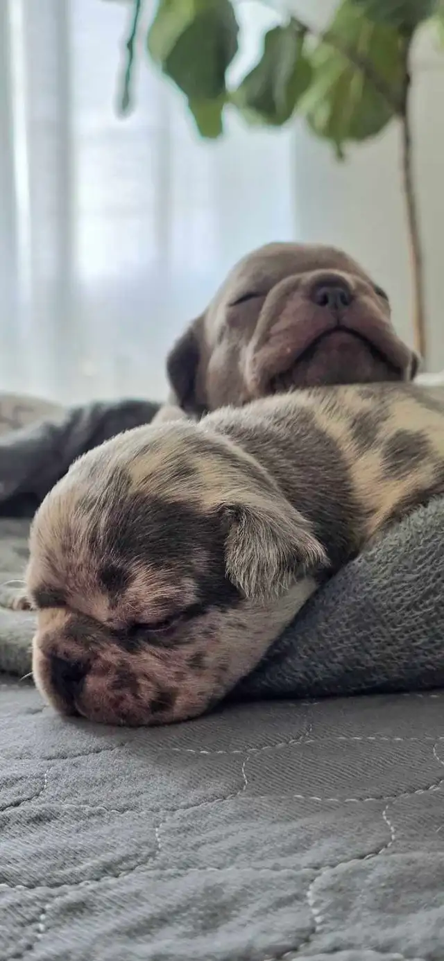 FRENCH BULLDOG PUPPIES - Photo 7